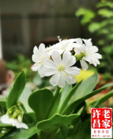 �ֶ����Ķ����磺�Ҵ�99�꿪ʼд���飬ÿ��дһ��