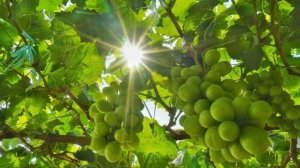 ������Դ�������  26����ָ��й�ת������֮·