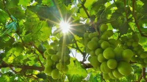 ���ӽ�İ��������ˣ����ָ�618��ѡ����ֱ������õ������