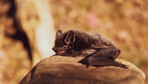 ����ÿ��ʳһͷҰ��������൱��Ϊ������������������һ������