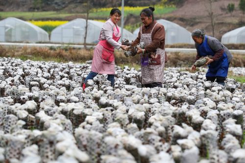 ��ƶحͼΪ����ӡ��ʳ�þ�������ũ��ƶ���գ�ͨ�����̺ʹ���������ȫ�����ء�