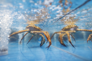 ���ʼ۸���̽����ʱ�� �������뺣����ҵ��ͬ�е���ʧ