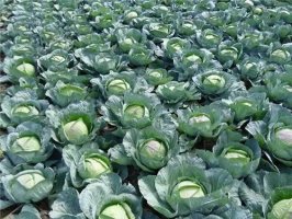 �����ķ������Ϊ���������ṩ�����붨�㷢�ŷ���