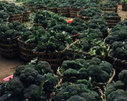 �ֶ���2��ȫ����Χֱ�������߲˽�500��